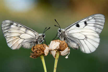 Pair of white butterflies mating on a flower, close-upの写真素材