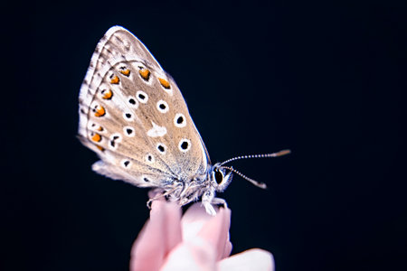 Butterfly in the hand of a woman on a black backgroundの写真素材