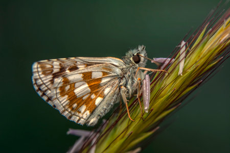 Butterfly on a plant in the wild, close-upの写真素材
