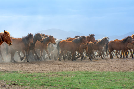 Herd of horses running on the field in spring, Kyrgyzstanの写真素材