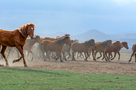 Horses run gallop in the pastures of the Andesの写真素材