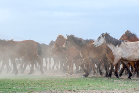 Wild horses (aka YÄ±lkÄ± Horses) are running to freedom. Taken near HÃ¼rmetci Village, between Cappadocia and Kayseri, Turkey.の写真素材