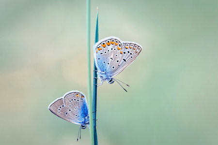 butterflies mating on a blade of grass in the meadowの写真素材