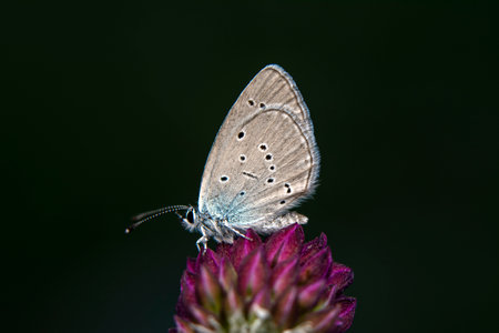 butterfly on flower in the wild, closeup of photoの写真素材