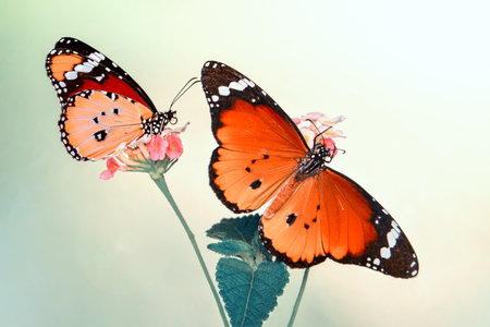 butterfly on flower in garden, beautiful insect in the natureの写真素材