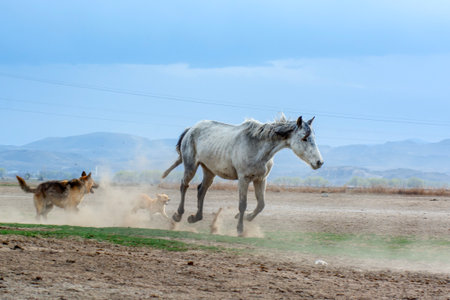 White horse running in the field on a cloudy day, Spain.の写真素材