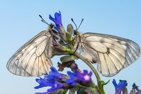 Pieris brassicae,Gran Canaria,Spainの写真素材