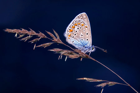 butterfly on a blade of grass on a dark blue backgroundの写真素材