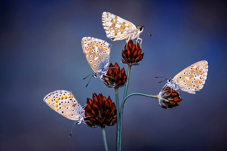 Butterflies mating on a flower in a meadow in springの写真素材