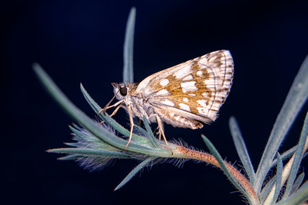 butterfly on a plant in the wild, closeup of photoの写真素材