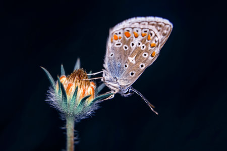 butterfly on flower in nature. macro close-upの写真素材