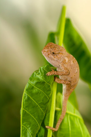 Brown chameleon on green leaf, Chamaeleo calyptratusの写真素材