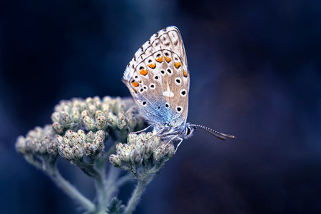 butterfly on a flower in nature. macro close-up