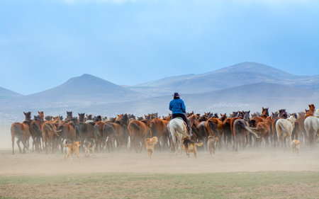 A herd of horses grazes in the steppe. mongoliaの写真素材