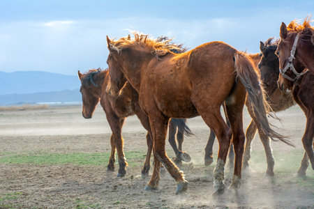 Herd of horses in the steppe. Kazakhstan. Tien Shanの写真素材