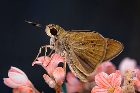 Butterfly on a pink flower on a black background close up