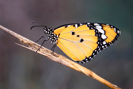 Butterfly on a plant in the meadow, Thailand.の写真素材