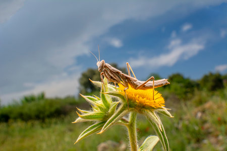 Close up of pair of Beautiful European mantis ( Mantis religiosa )の写真素材