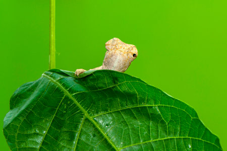 Close up of a chameleon on a leaf in the wildの写真素材