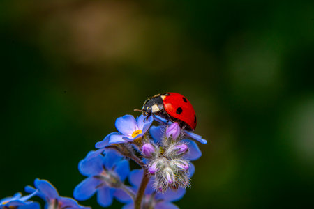 ladybug on a blue flower in the garden, macro photoの写真素材
