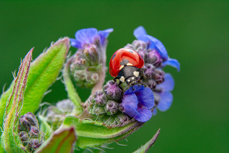 ladybug on a flower in nature. macro close-upの写真素材