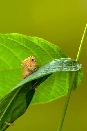 Little tree frog on a leaf in the rainforest of Thailand.の写真素材
