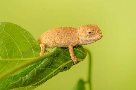 Chameleon on green leaf in the wild nature or in the gardenの写真素材