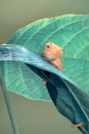 chameleon on a leaf in the wild, closeup of photoの写真素材