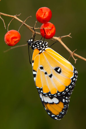 Butterfly perched on a branch with red berries in the backgroundの写真素材