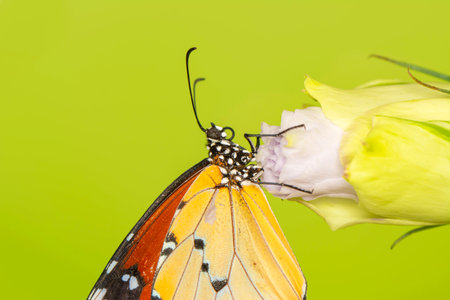 butterfly on flower in the nature or in the garden.の写真素材