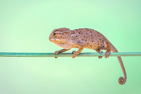 Close up of a chameleon on a wire against a green backgroundの写真素材