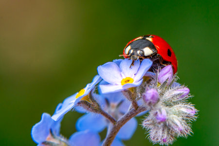 ladybug on a blue flower in nature. macro close upの写真素材