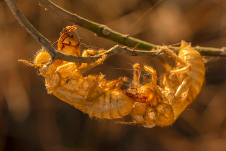 Cicada molting on a branch in the morning light.の写真素材