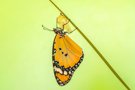 Butterfly in nature, it is beautiful butterfly in the nature.
