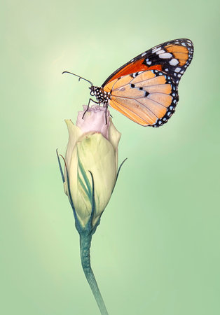 Butterfly on a rose flower with a soft green background.の写真素材