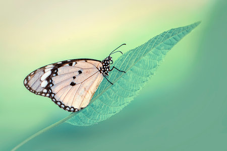 Butterfly on a green leaf with copy space. nature background.の写真素材
