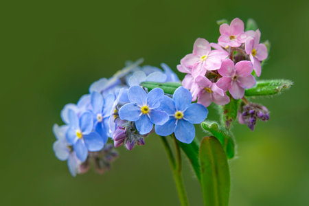 Forget-me-nots (Myosotis)の写真素材