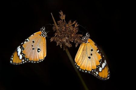Butterflies mating on a plant in the rainforest of Belize