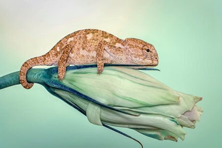 Close up of a chameleon on an iris flower.の写真素材