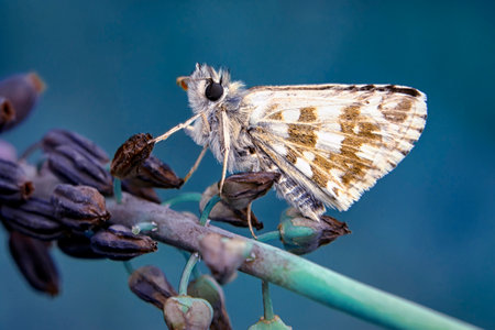 Butterfly on a flower in the garden. Shallow depth of fieldの写真素材