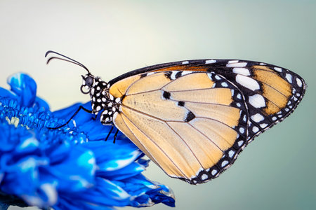 Butterfly on a flower, close-up of beautiful butterflyの写真素材