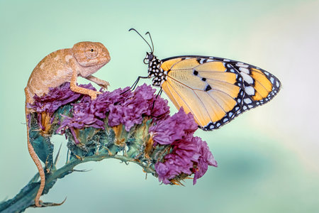 Common chameleon and butterfly on purple flower (Nymphalidae)の写真素材