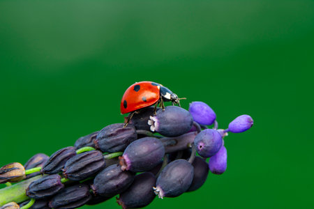 ladybug on lupine flower on green background. macro