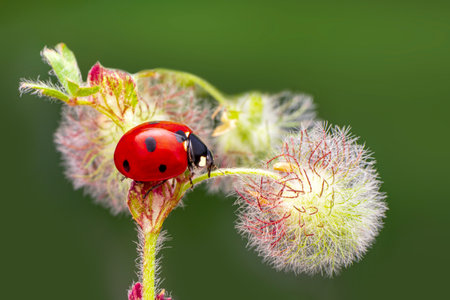 ladybug on grass flower macro close up in green nature background