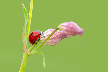 ladybug on flower in the green nature or in the gardenの写真素材