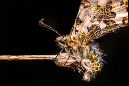 Macro shot of a butterfly on a twig isolated on black backgroundの写真素材