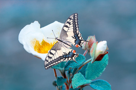 Butterfly on a flower in the garden. Shallow depth of field.の写真素材