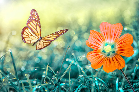 Macro shots, Beautiful nature scene. summer spring field in background blue sky with sunlight and flying butterfly, nature view.の写真素材