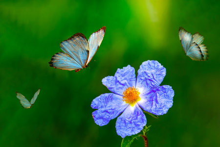 Macro shots, Beautiful nature scene. summer spring field in background blue sky with sunlight and...