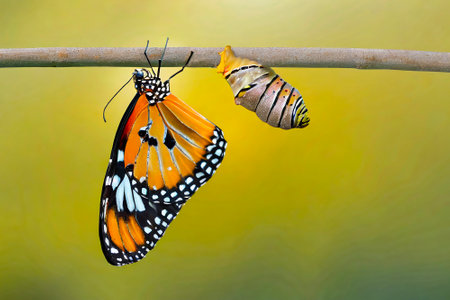 Butterfly and pupa of Common tiger butterfly (Danaus chrysippus) hanging on a branchの素材